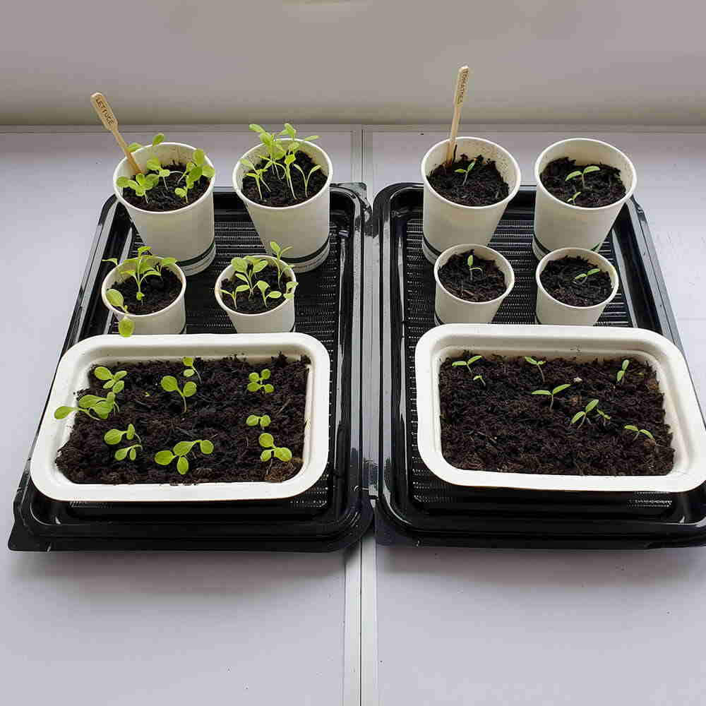 Seed Planting in Compostable Pots Week 3
