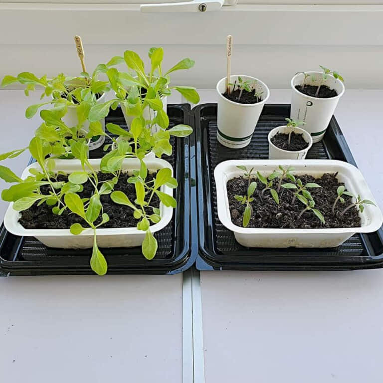 Seed Planting in Compostable Pots