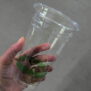 20oz Vegware PLA Plastic Cold Cups